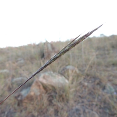 Bothriochloa macra (Red Grass, Red-leg Grass) at Molonglo Valley, ACT - 28 Mar 2018 by MichaelBedingfield