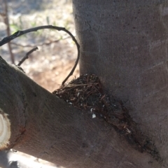 Papyrius nitidus (Shining Coconut Ant) at Garran, ACT - 30 Apr 2018 by nath_kay