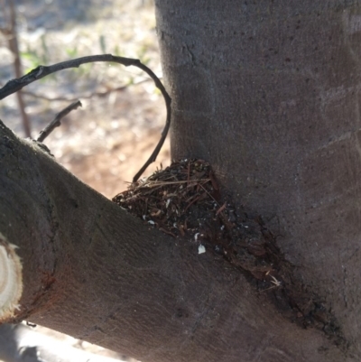 Papyrius nitidus (Shining Coconut Ant) at Garran, ACT - 1 May 2018 by nath_kay