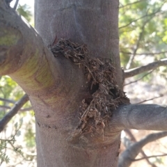 Papyrius nitidus at Garran, ACT - suppressed