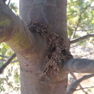 Papyrius nitidus at Garran, ACT - suppressed