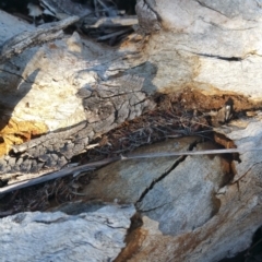 Papyrius nitidus at Garran, ACT - suppressed