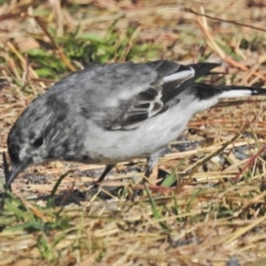 Melanodryas cucullata (Hooded Robin) at Tennent, ACT - 1 May 2018 by JohnBundock