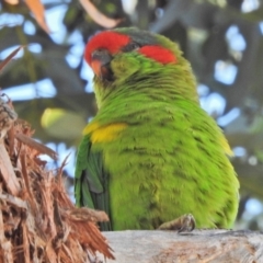 Glossopsitta concinna (Musk Lorikeet) at Wanniassa, ACT - 1 May 2018 by JohnBundock