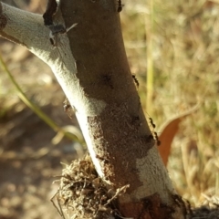 Papyrius nitidus (Shining Coconut Ant) at Isaacs Ridge - 1 May 2018 by Mike