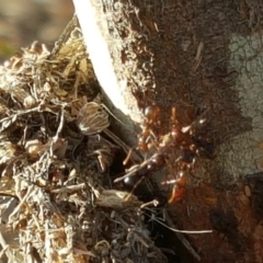 Papyrius nitidus at Isaacs, ACT - 1 May 2018