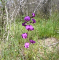 Swainsona recta (Small Purple Pea) at Aranda Bushland - 18 Oct 2015 by EmmaCook