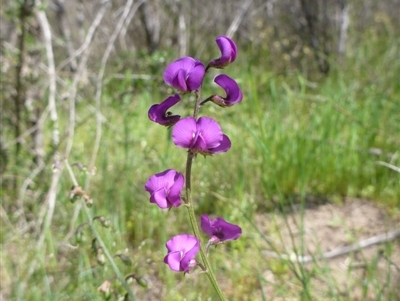 Swainsona recta (Small Purple Pea) at Aranda, ACT - 18 Oct 2015 by EmmaCook