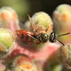 Lasioglossum (Homalictus) punctatus (A halictid bee) at Acton, ACT - 20 Apr 2018 by PeterA