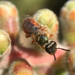 Lasioglossum (Homalictus) punctatum at Acton, ACT - 20 Apr 2018 11:11 AM