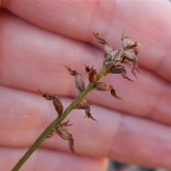 Corunastylis clivicola (Rufous midge orchid) at Mount Taylor - 1 May 2018 by CathB