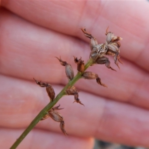 Corunastylis clivicola at Kambah, ACT - 1 May 2018