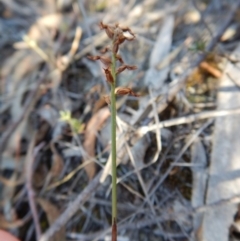 Corunastylis clivicola at Kambah, ACT - suppressed