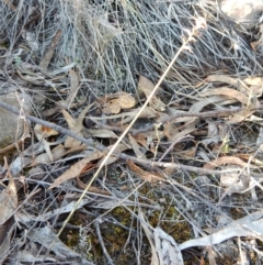 Corunastylis clivicola at Kambah, ACT - 1 May 2018