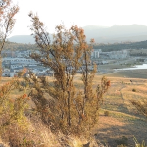 Bursaria spinosa at Molonglo River Reserve - 28 Mar 2018