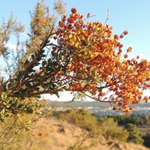 Bursaria spinosa at Molonglo River Reserve - 28 Mar 2018