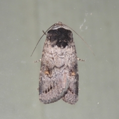 Proteuxoa restituta (Black-bodied Noctuid) at Conder, ACT - 28 Mar 2018 by MichaelBedingfield