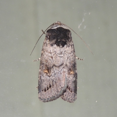 Proteuxoa restituta (Black-bodied Noctuid) at Pollinator-friendly garden Conder - 28 Mar 2018 by michaelb