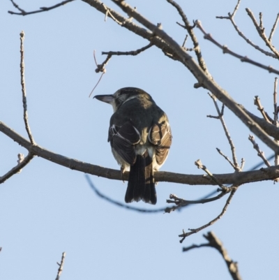 Cracticus torquatus (Grey Butcherbird) at Higgins, ACT - 1 May 2018 by AlisonMilton