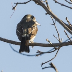 Cracticus torquatus at Higgins, ACT - 1 May 2018