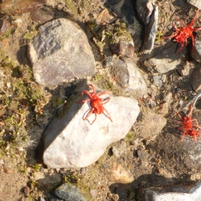 Trombidiidae (family) (Red velvet mite) at Aranda, ACT - 30 Apr 2018 by JanetRussell