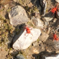 Trombidiidae sp. (family) (Red velvet mite) at Aranda, ACT - 30 Apr 2018 by JanetRussell