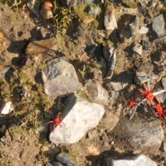 Trombidiidae (family) at Aranda, ACT - 30 Apr 2018