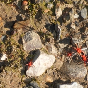 Trombidiidae (family) at Aranda, ACT - 30 Apr 2018