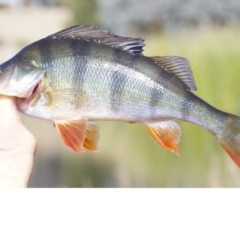 Perca fluviatilis (Redfin) at Dickson Wetland Corridor - 1 May 2018 by jb2602