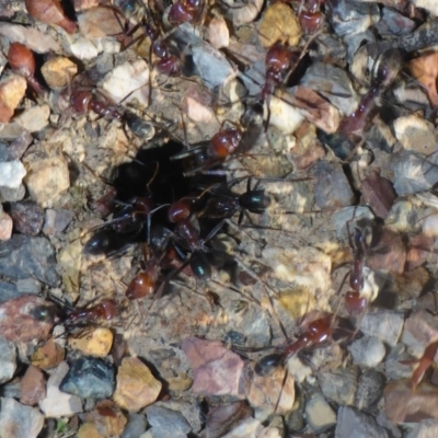 Iridomyrmex purpureus (Meat Ant) at Aranda, ACT - 30 Apr 2018 by JanetRussell