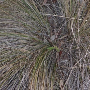 Nassella trichotoma at Aranda, ACT - 30 Apr 2018 03:10 PM