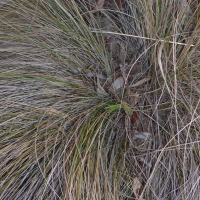 Nassella trichotoma (Serrated Tussock) at Aranda, ACT - 30 Apr 2018 by JanetRussell