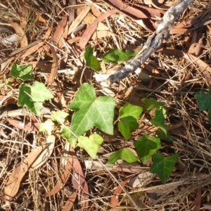 Hedera sp. (helix or hibernica) at Aranda, ACT - 30 Apr 2018 03:07 PM