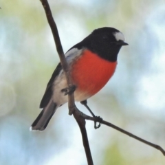 Petroica boodang (Scarlet Robin) at Tharwa, ACT - 1 May 2018 by JohnBundock