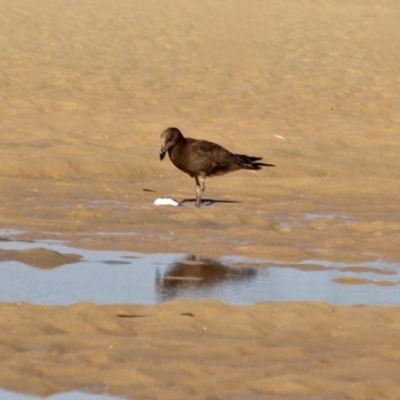 Larus pacificus (Pacific Gull) at Merimbula, NSW - 26 Apr 2018 by RossMannell