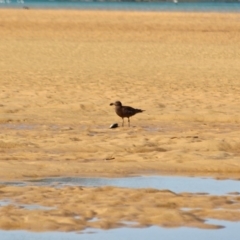 Larus pacificus at Merimbula, NSW - 26 Apr 2018 11:13 AM