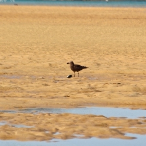 Larus pacificus at Merimbula, NSW - 26 Apr 2018