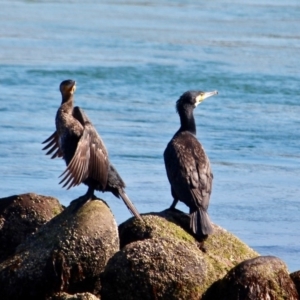 Phalacrocorax carbo at Merimbula, NSW - 26 Apr 2018