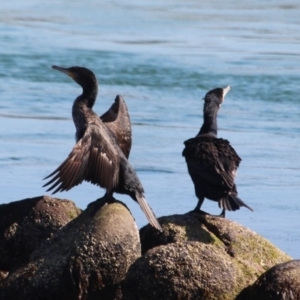 Phalacrocorax carbo at Merimbula, NSW - 26 Apr 2018 12:39 PM