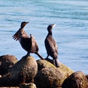 Phalacrocorax carbo at Merimbula, NSW - 26 Apr 2018