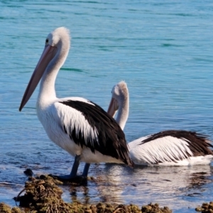 Pelecanus conspicillatus at Merimbula, NSW - 26 Apr 2018