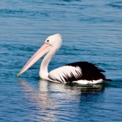 Pelecanus conspicillatus at Merimbula, NSW - 26 Apr 2018