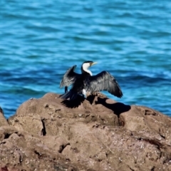 Microcarbo melanoleucos (Little Pied Cormorant) at Merimbula, NSW - 26 Apr 2018 by RossMannell