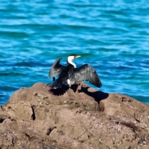 Microcarbo melanoleucos at Merimbula, NSW - 26 Apr 2018