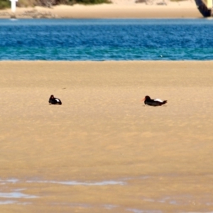 Haematopus longirostris at Merimbula, NSW - 26 Apr 2018