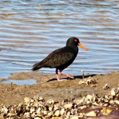 Haematopus fuliginosus (Sooty Oystercatcher) at Merimbula, NSW - 26 Apr 2018 by RossMannell