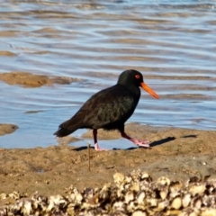 Haematopus fuliginosus at Merimbula, NSW - suppressed