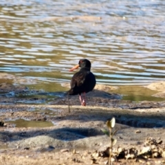 Haematopus fuliginosus at Merimbula, NSW - 26 Apr 2018