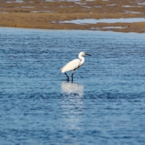 Egretta garzetta at Merimbula, NSW - 26 Apr 2018