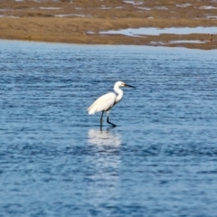 Egretta garzetta at Merimbula, NSW - 26 Apr 2018